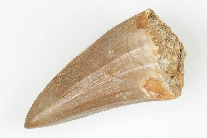 1.65" Fossil Mosasaur (Mosasaurus) Tooth - Morocco